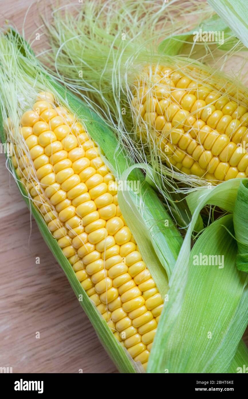 Freshly picked corn on the cob, ready for the kitchen. Stock Photo