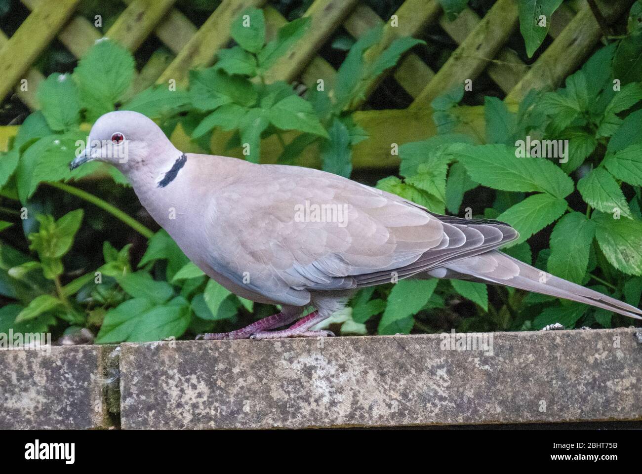 Collared dove (streptopelia decaocto) Scotland, UK Stock Photo Alamy