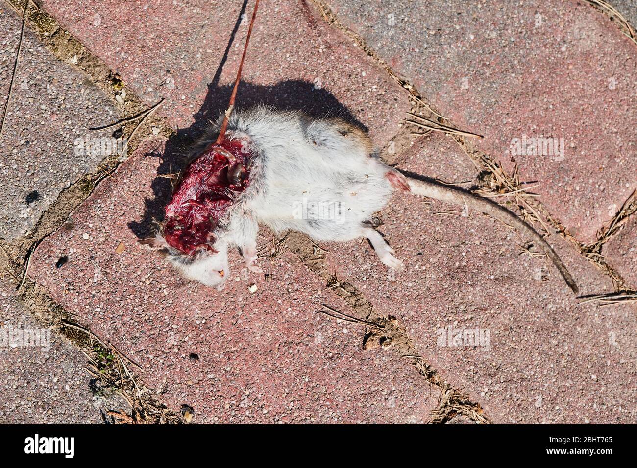 Dead mouse open fleshy wound Stock Photo