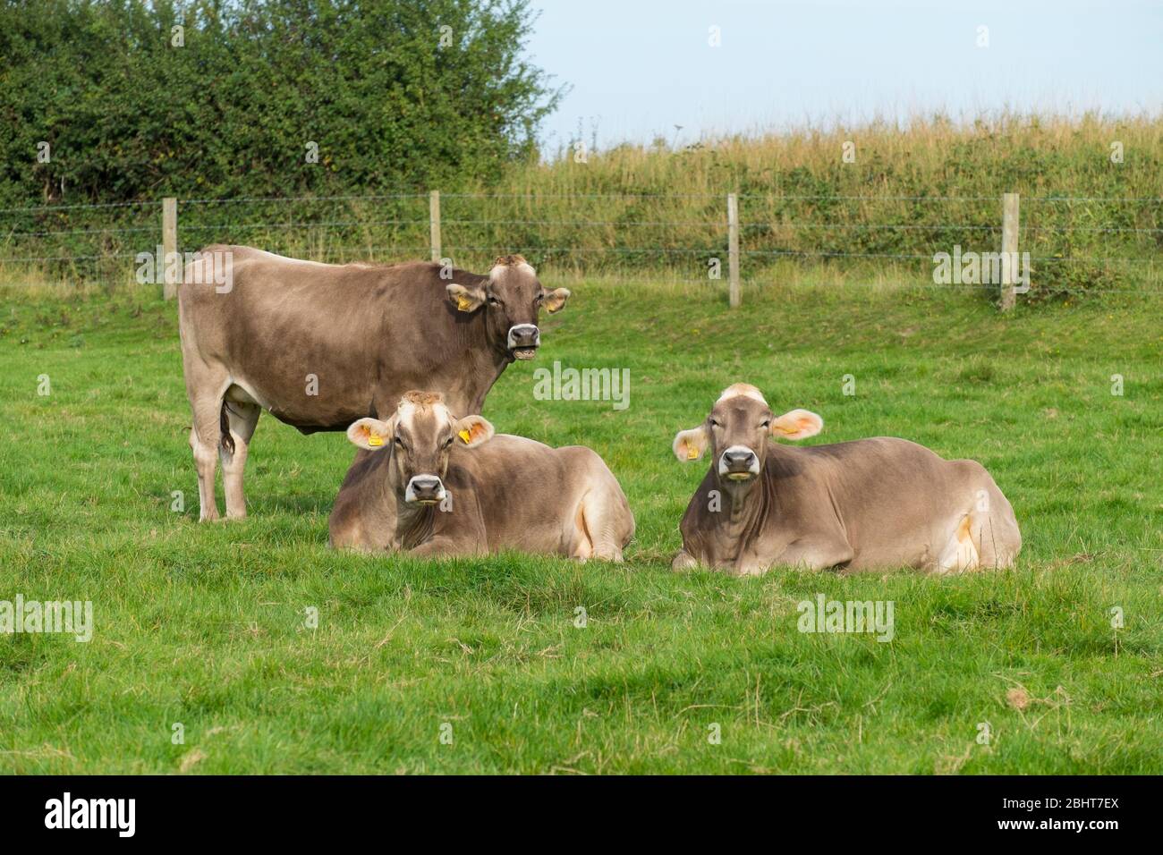 Three jersey milk cattle chewing cud on rich grassland hires stock