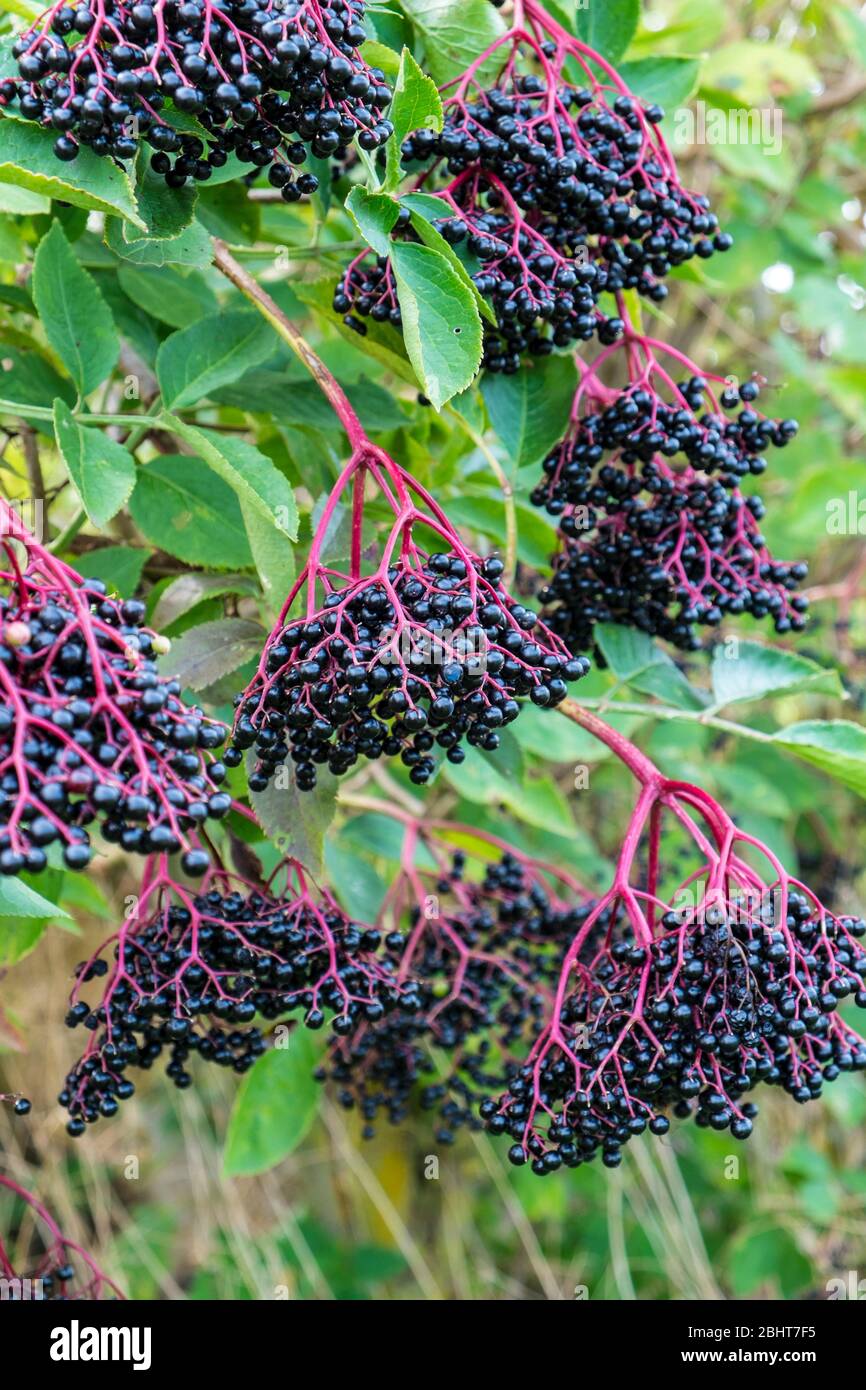 Sambucus elder or elderberry, ripe berries in English hedgerow Stock