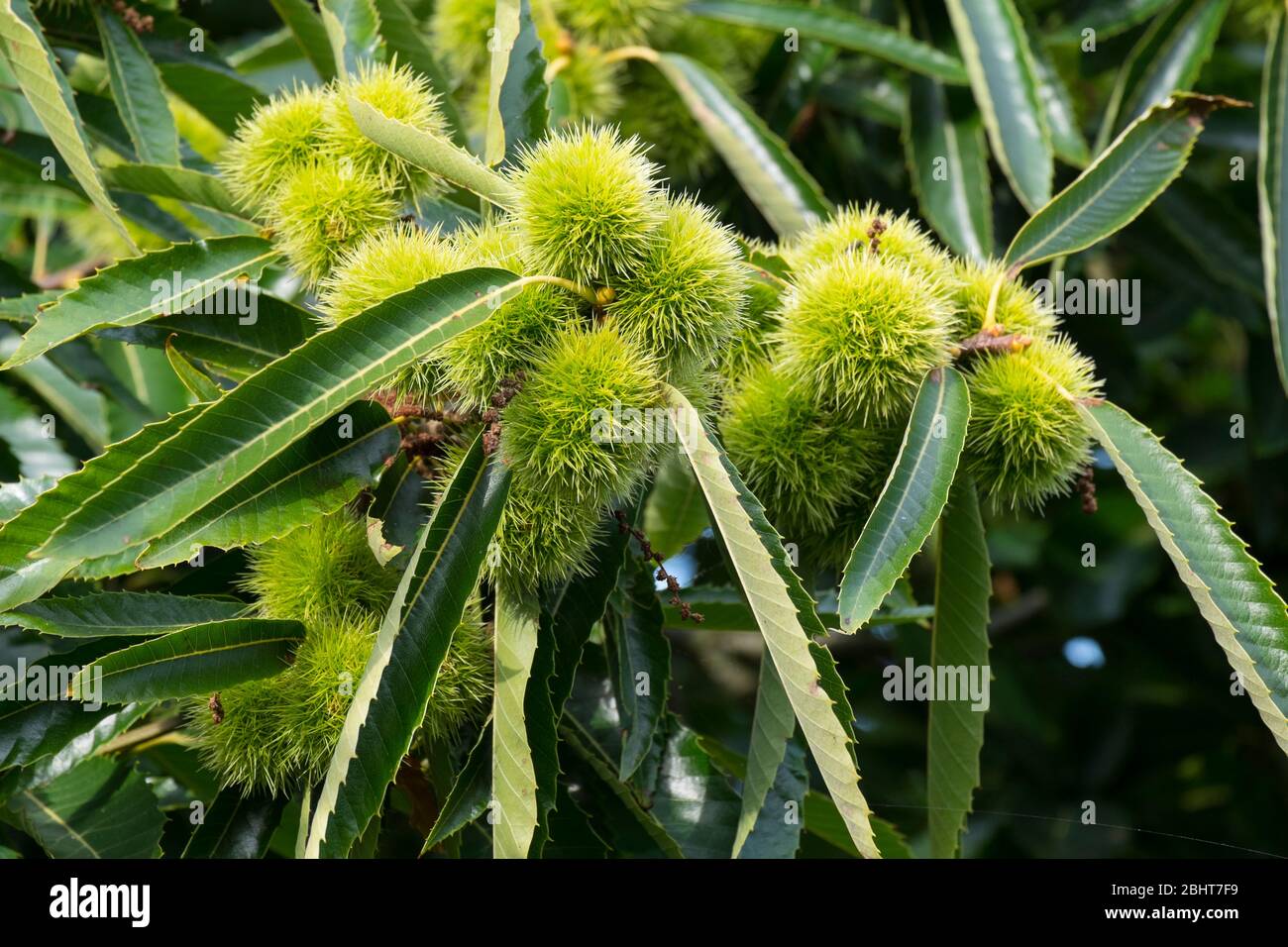 Sweet chestnut - Castanea sativa, showing the fresh spiky  seed cases, Stock Photo