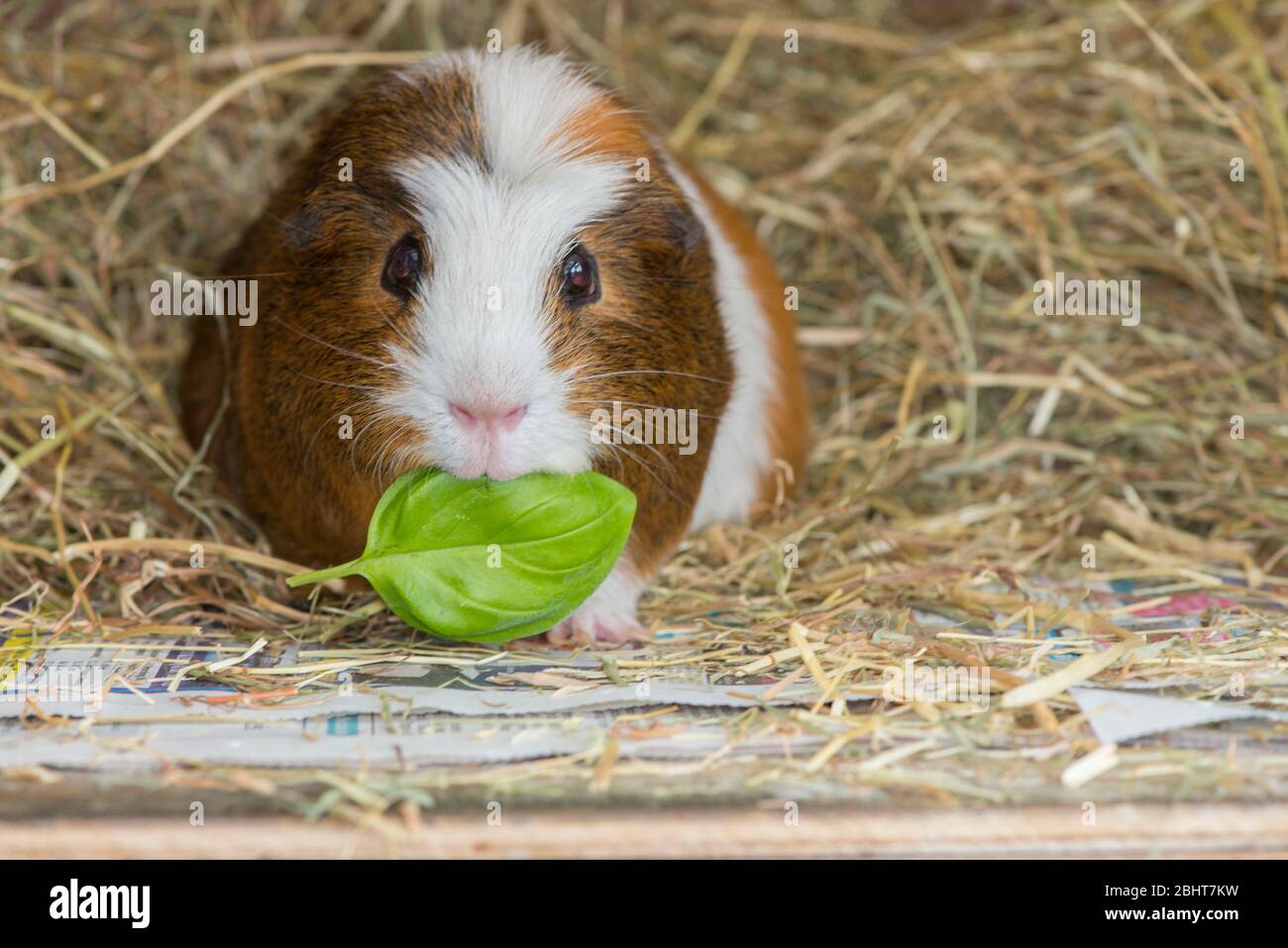 Adult boar Guinea Pig in hutch eating basil leaf. Stock Photo
