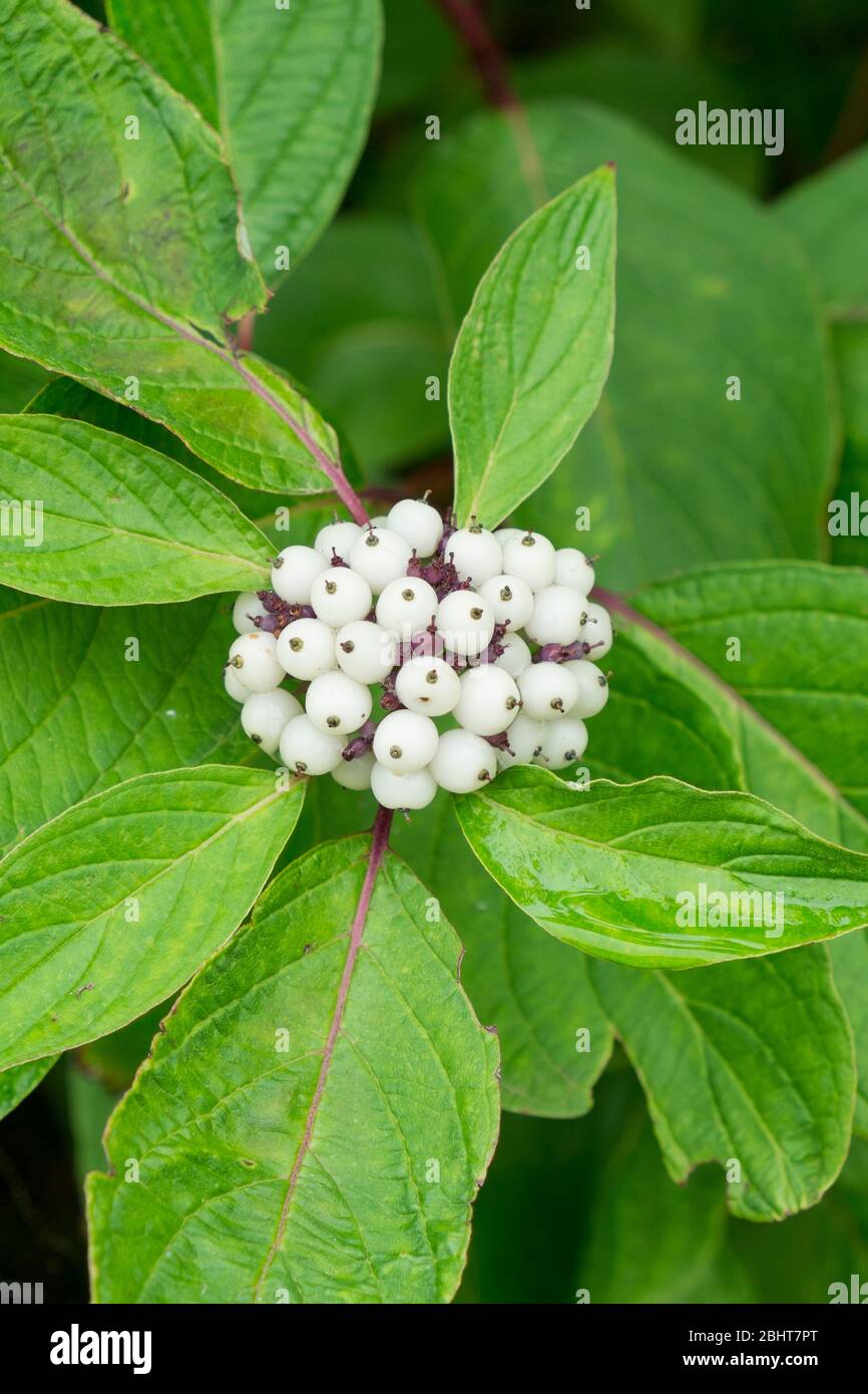 White berried Dogwood (Cornus sanguinea) Stock Photo