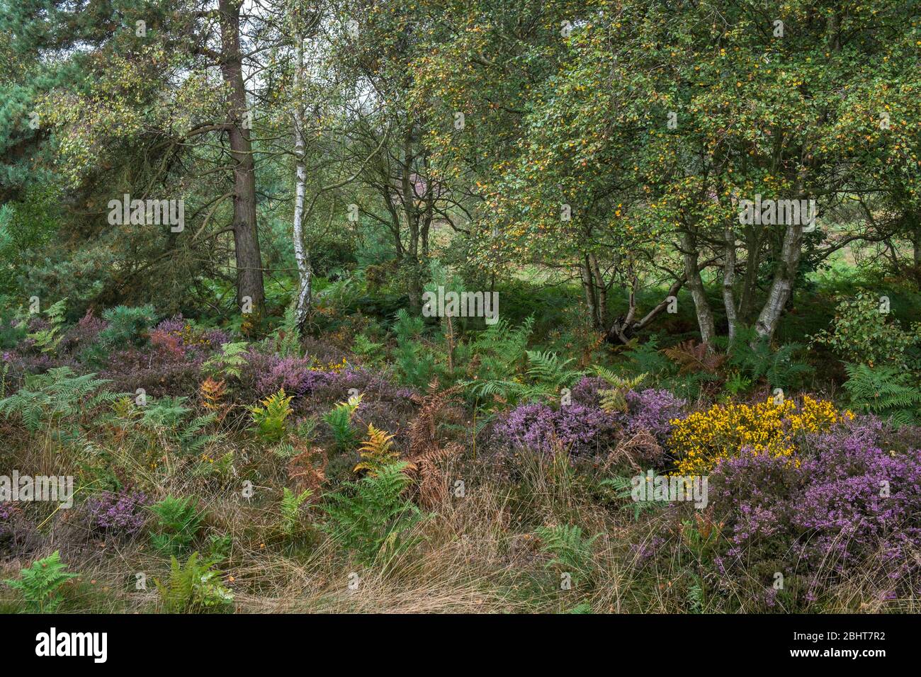 View of heathland with Gorse, heather and bracken Stock Photo