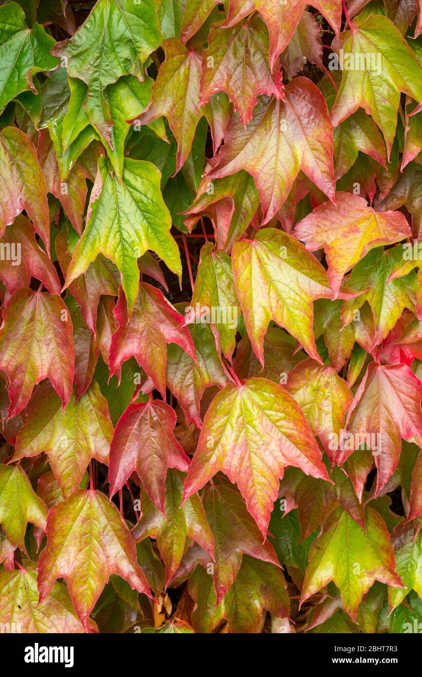 Autumn foliage of Boston ivy, Parthenocissus tricuspidata Stock Photo