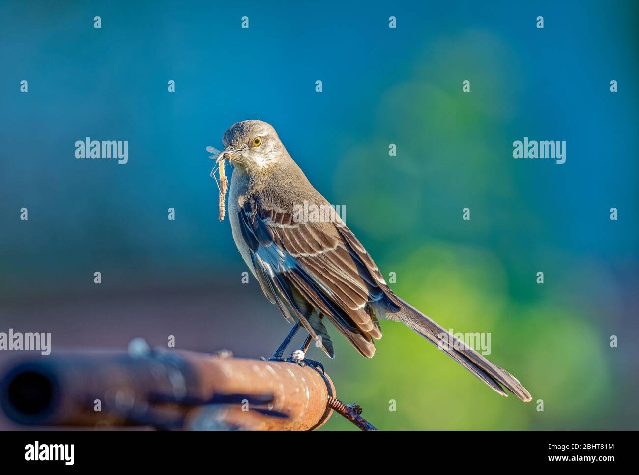 Mockingbird nest hires stock photography and images Alamy