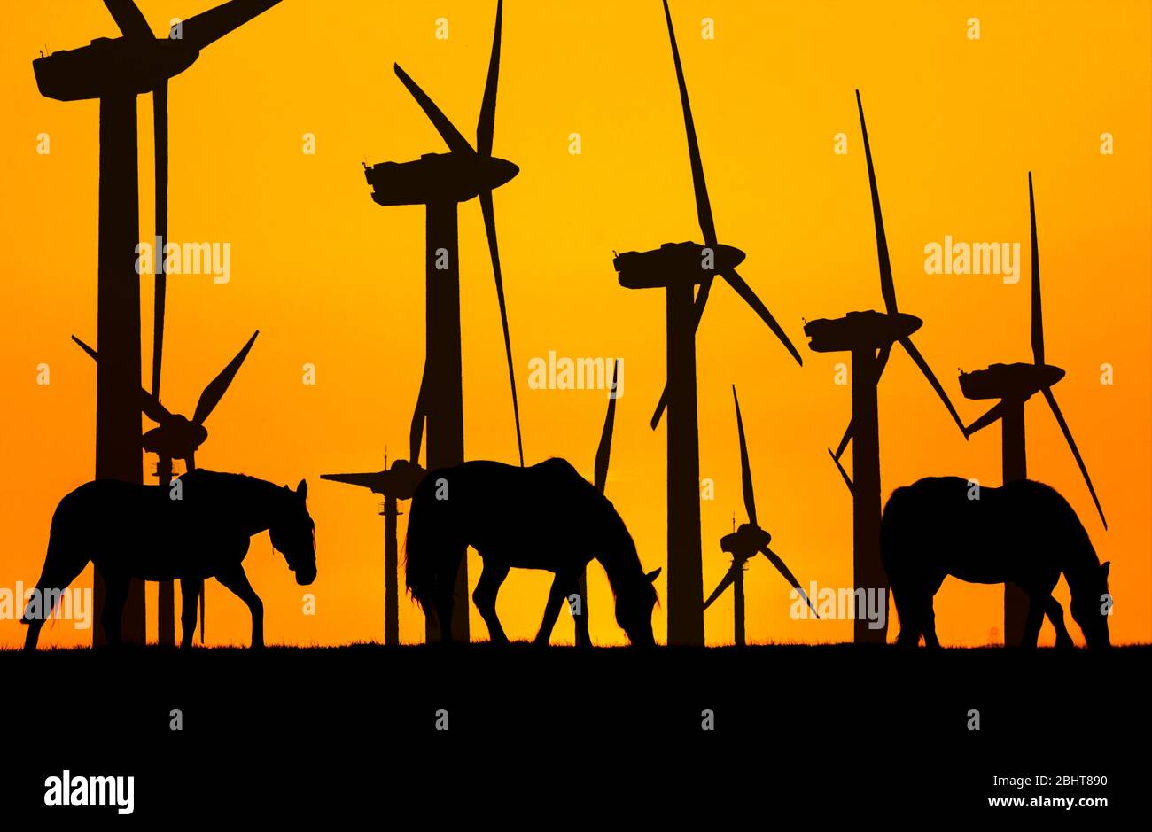 Horses grazing at sunrise with wind turbines in background. Clean, green renewable energy, fosil fuels... concept. uk Stock Photo