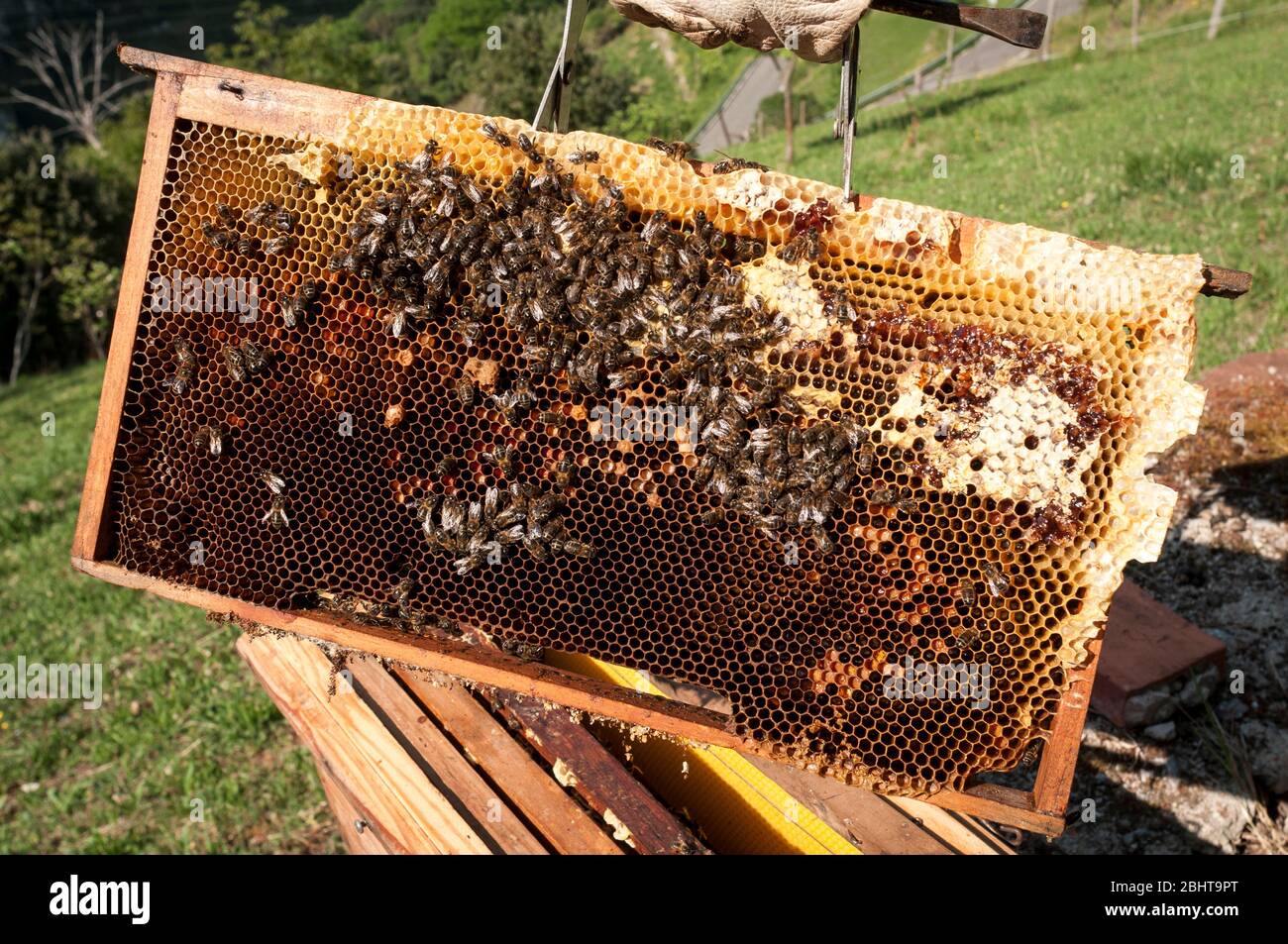 Close up honeycomb hi-res stock photography and images - Alamy