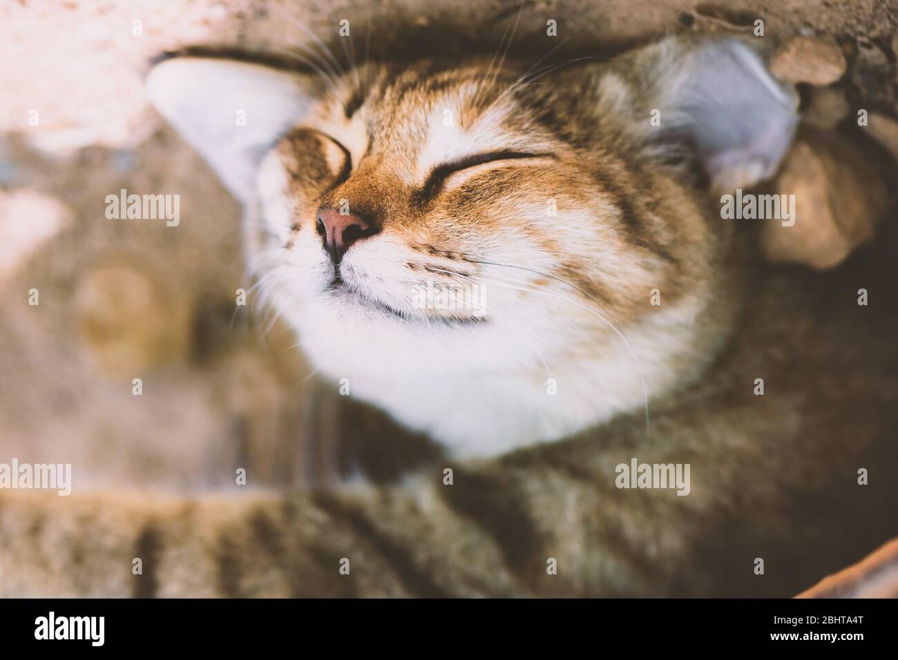 Face Of Cute Looking Sleeping Cat Nose Is In Camera Focus Vintage Tone Filter Color Style With High Exposure Stock Photo Alamy