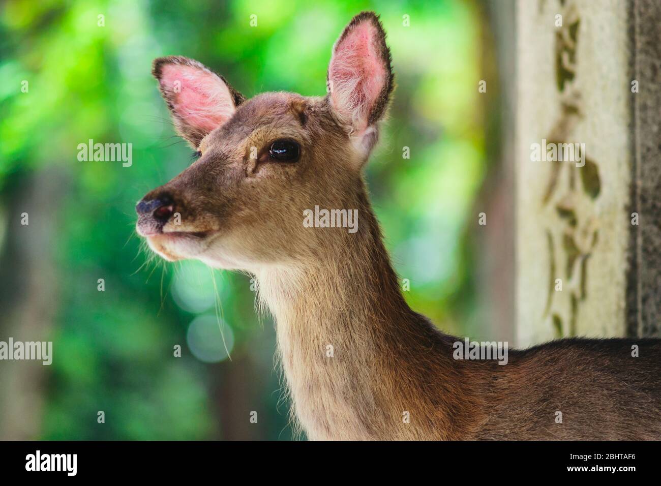 Cute Deer Roaming Freely In Nara Deer Park In Nara Japan Stock Photo Alamy Cute Deer Roaming Freely In Nara Deer Park In Nara Japan Stock Photo Alamy
