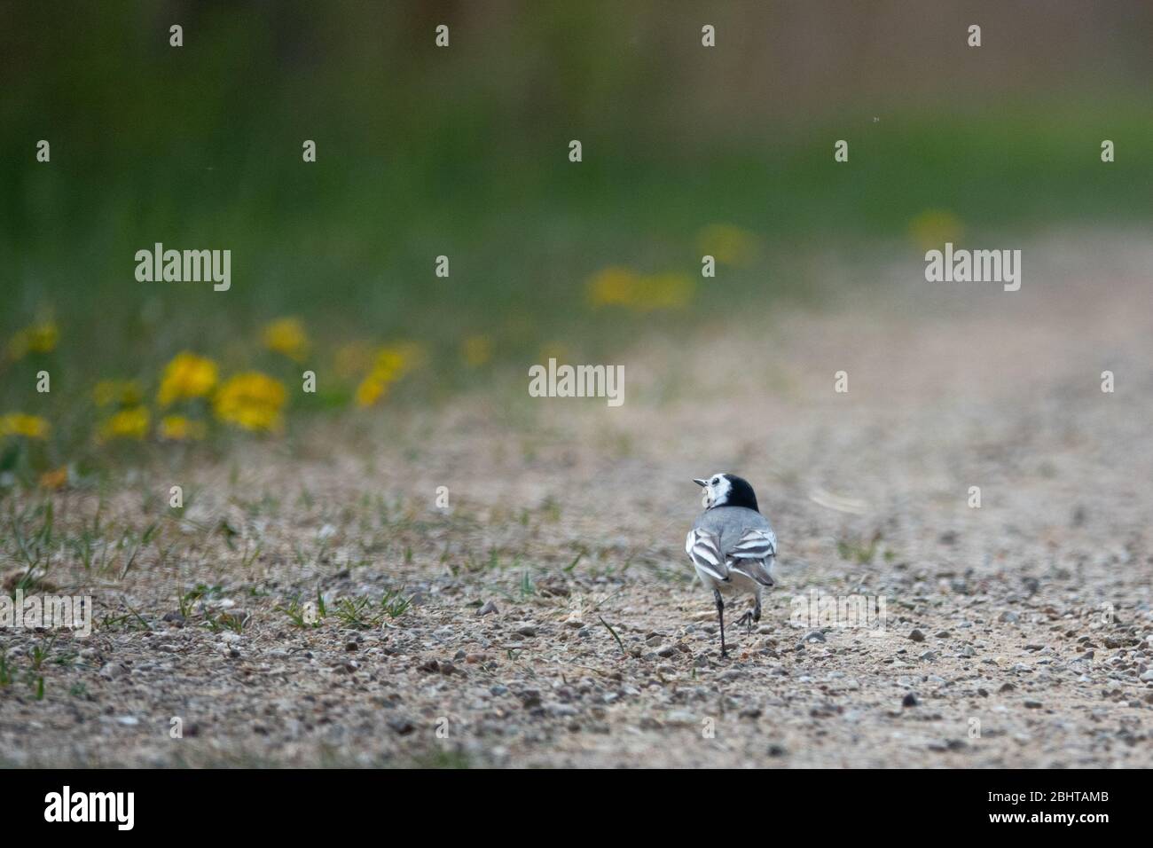 a black and white wagtail runs across a path in search of food Stock Photo