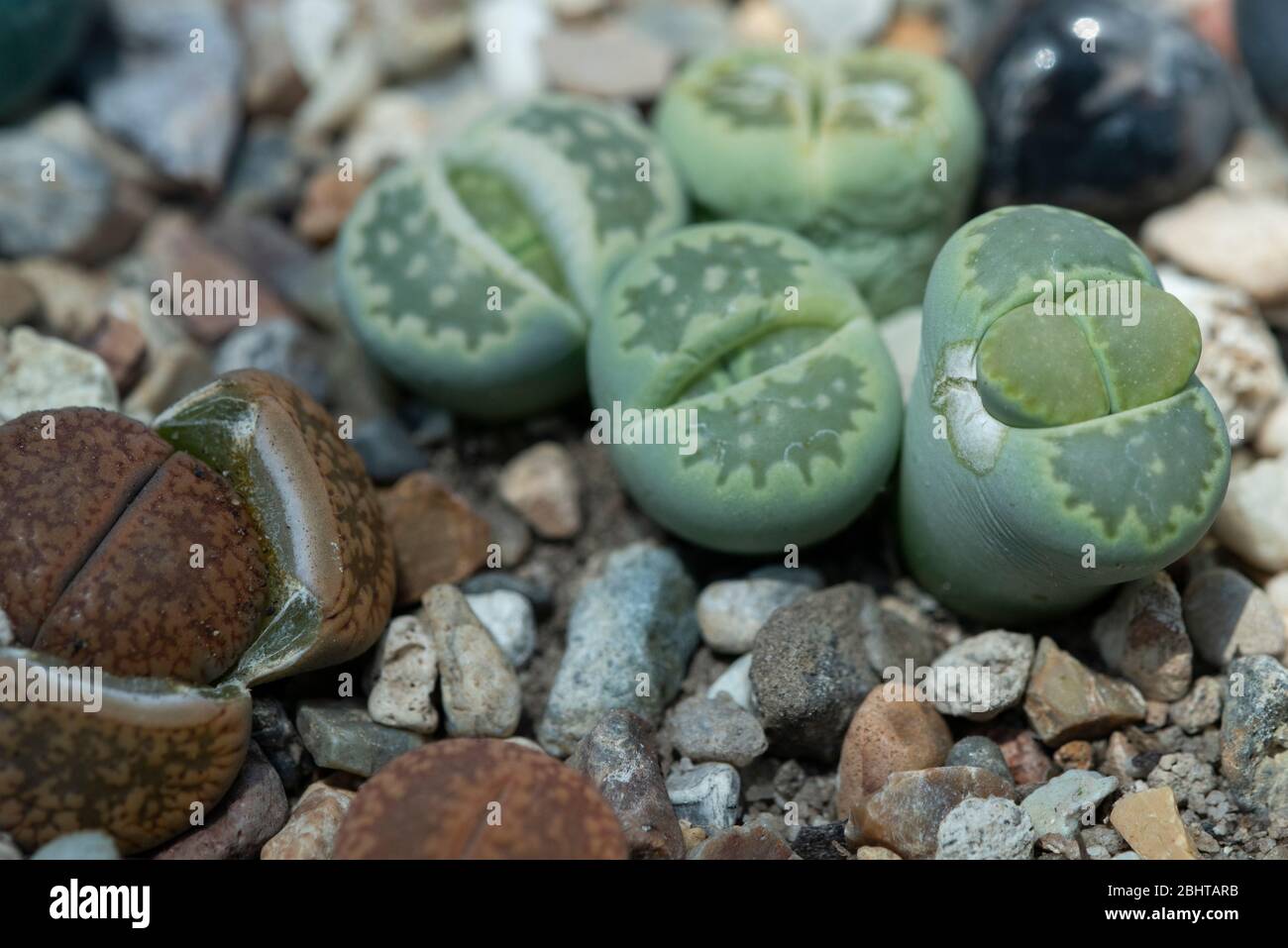 Singapore, Gardens by the Bay.  Detail of Lithops aka pebble plants or living stones, a genus of succulent plants in the ice plant family, Aizoaceae. Stock Photo