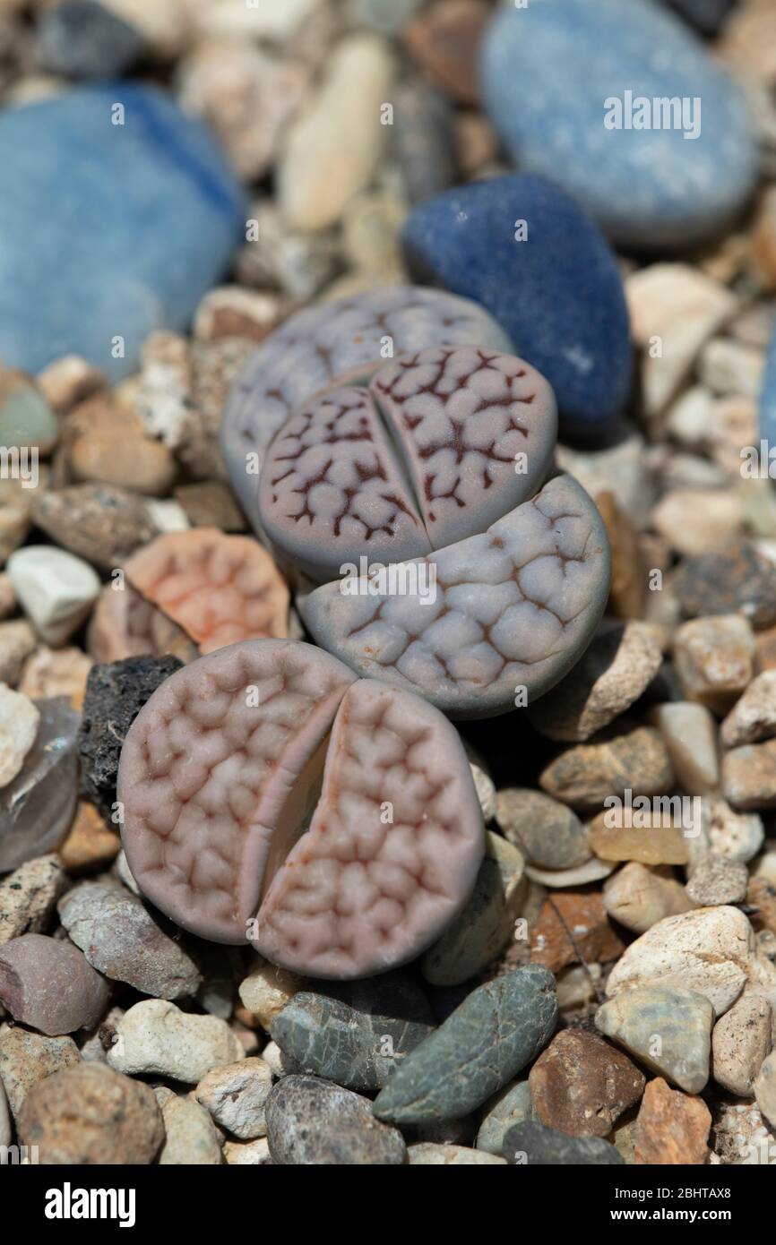 Singapore, Gardens by the Bay.  Detail of Lithops aka pebble plants or living stones, a genus of succulent plants in the ice plant family, Aizoaceae. Stock Photo