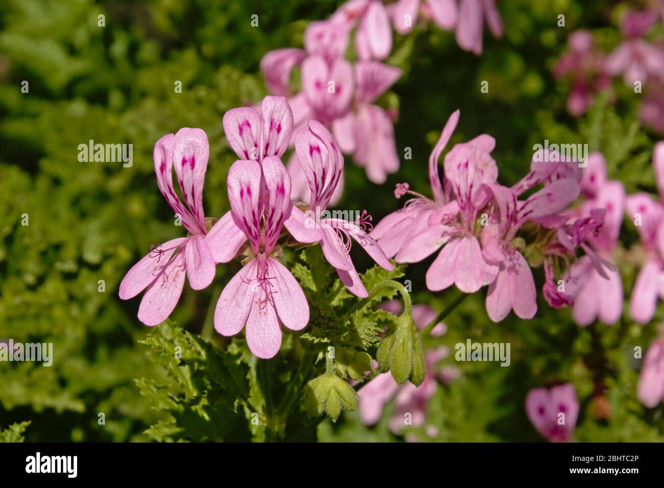Bright pink geranium flowers in the garden, selective focus with bokeh background - Pelargonium glutinosum Stock Photo
