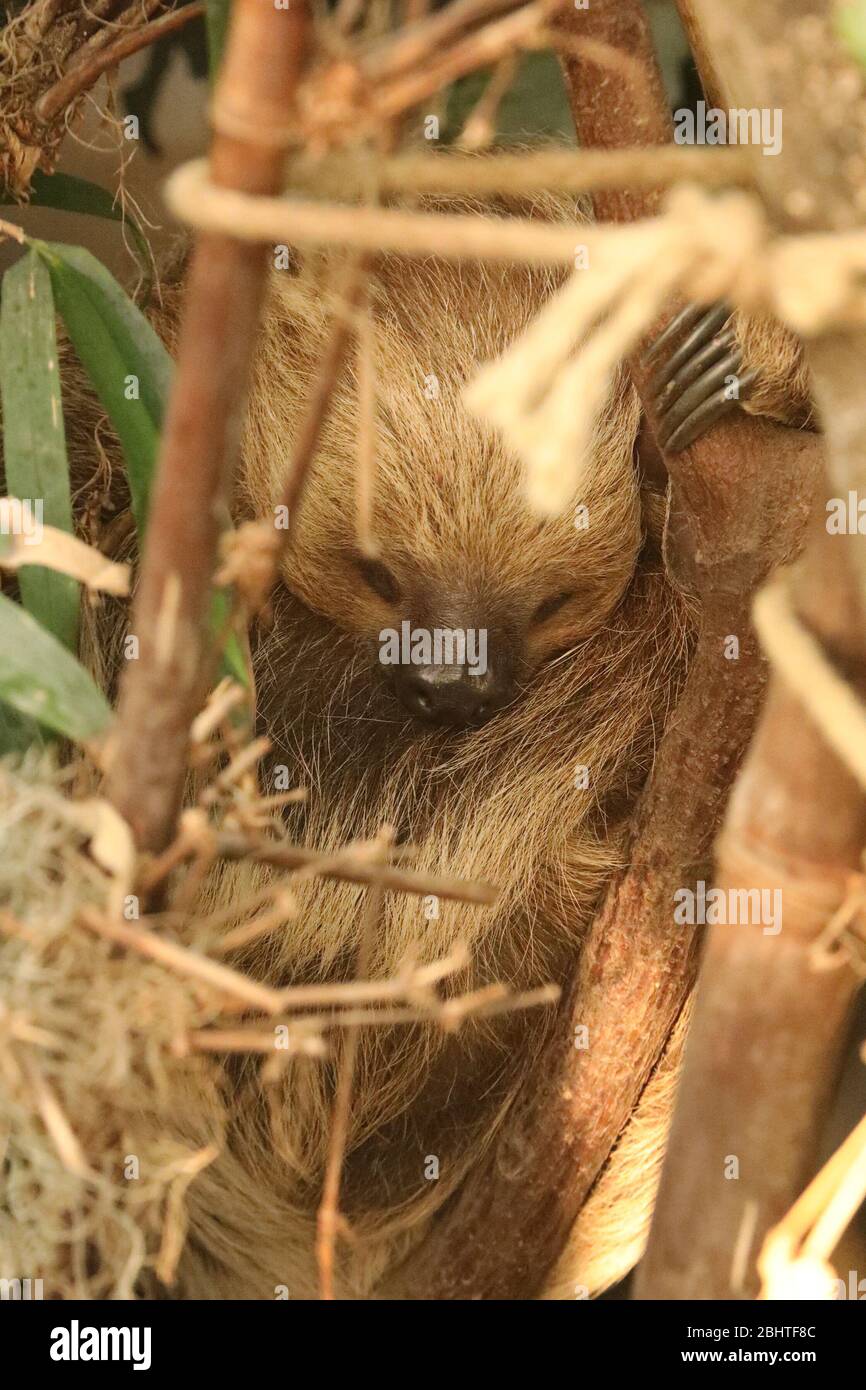 Linne's two-toed sloth Stock Photo