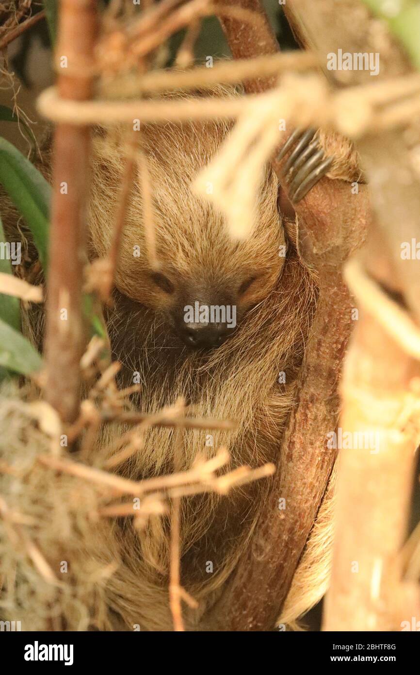 Linne's two-toed sloth Stock Photo
