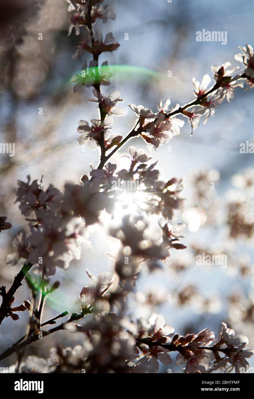 Flowers blossom on a branch during Canadian spring Stock Photo