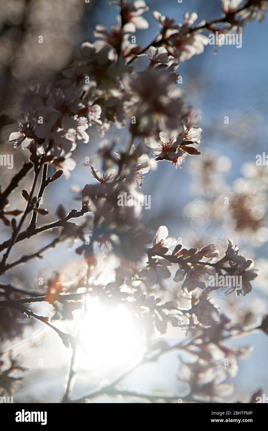 Flowers blossom on a branch during Canadian spring Stock Photo