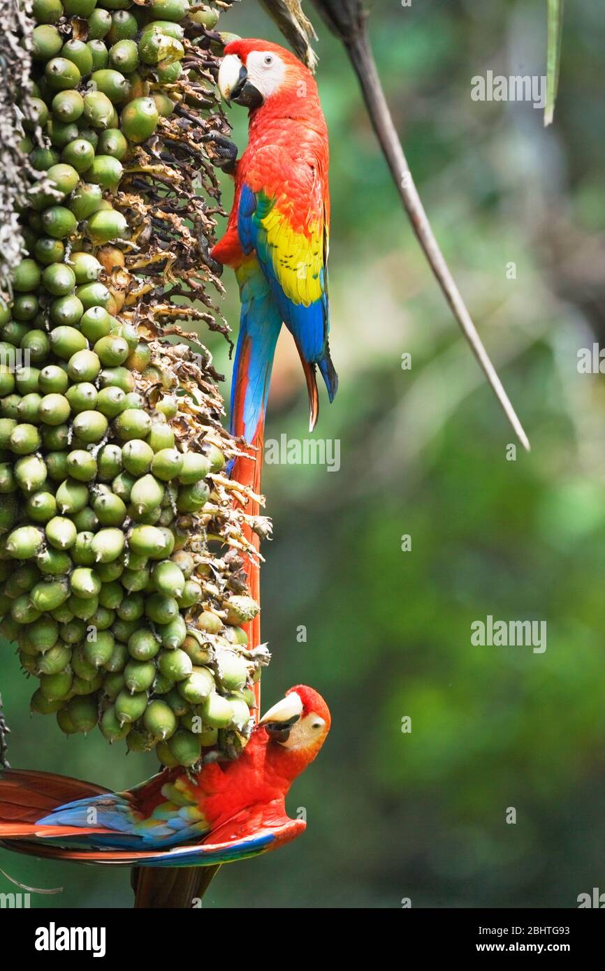 Scarlet Macaws (Ara macao) perching on a tree, Corcovado National Park, Osa Peninsula, Costa Rica Stock Photo