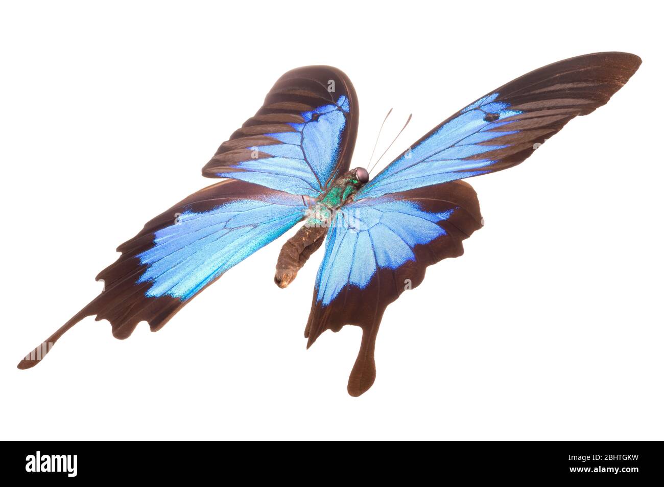 Blue emperor butterfly isolated on a white background Stock Photo Alamy