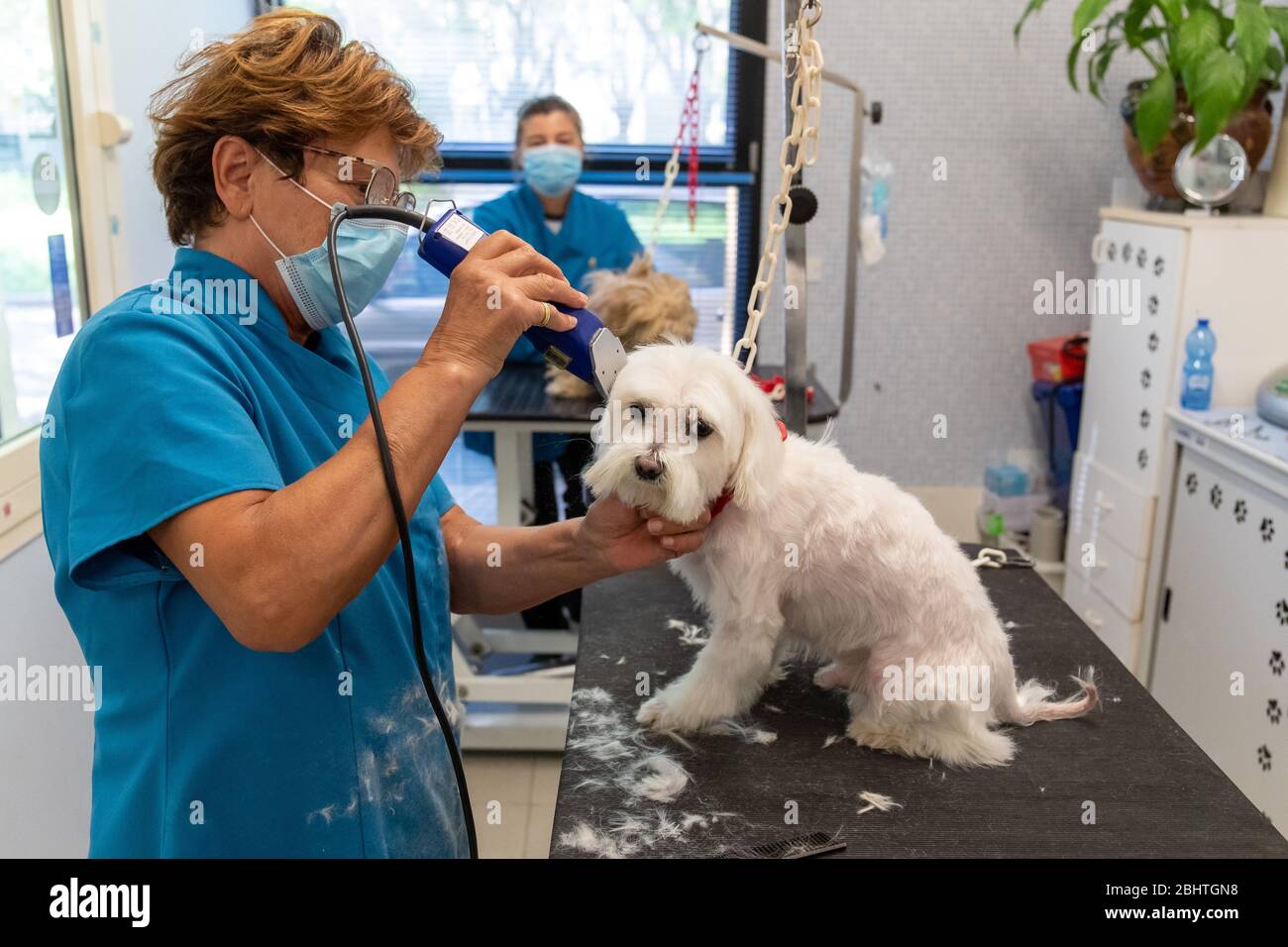 Ferrara, Italy. 27 April, 2020.  Dog grooming shops reopen after the lockout period due to the covid19 pandemic in Ferrara, Italy.   Credit: Filippo Rubin / Alamy Live News Stock Photo