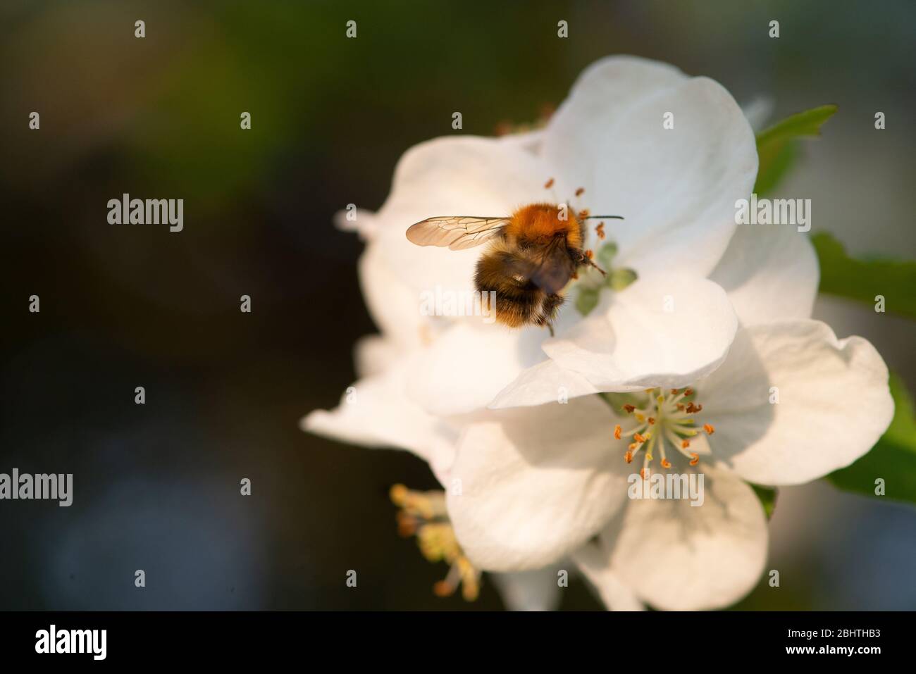 Bumblebee flying in to collect pollen from apple blossom Stock Photo
