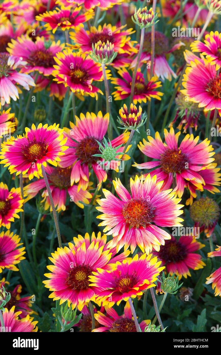 BarrettJackson Auction Company2021 Stock Photo Alamy