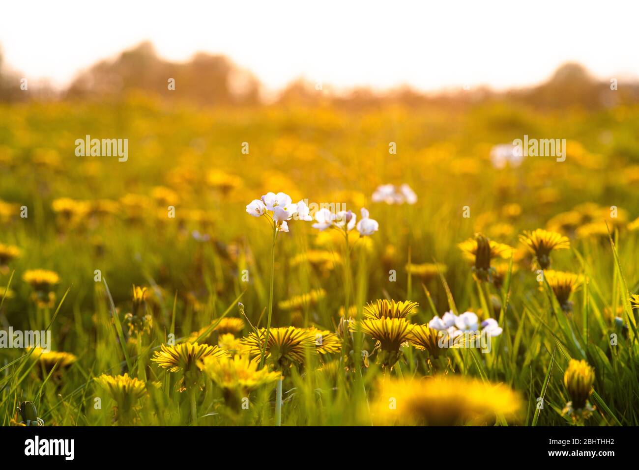 A meadow in Tenbury Wells, Worcestershire, United Kingdom Stock Photo