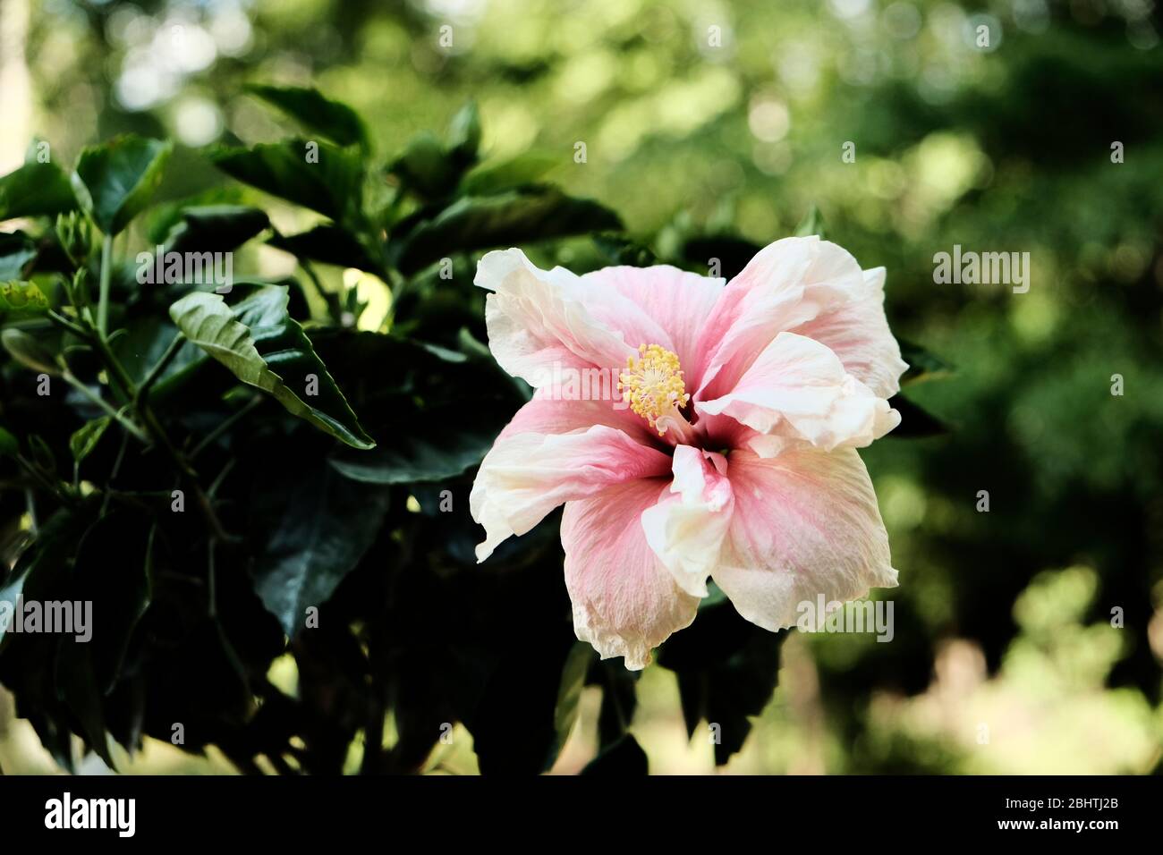 Hibiscus plant hi-res stock photography and images - Alamy