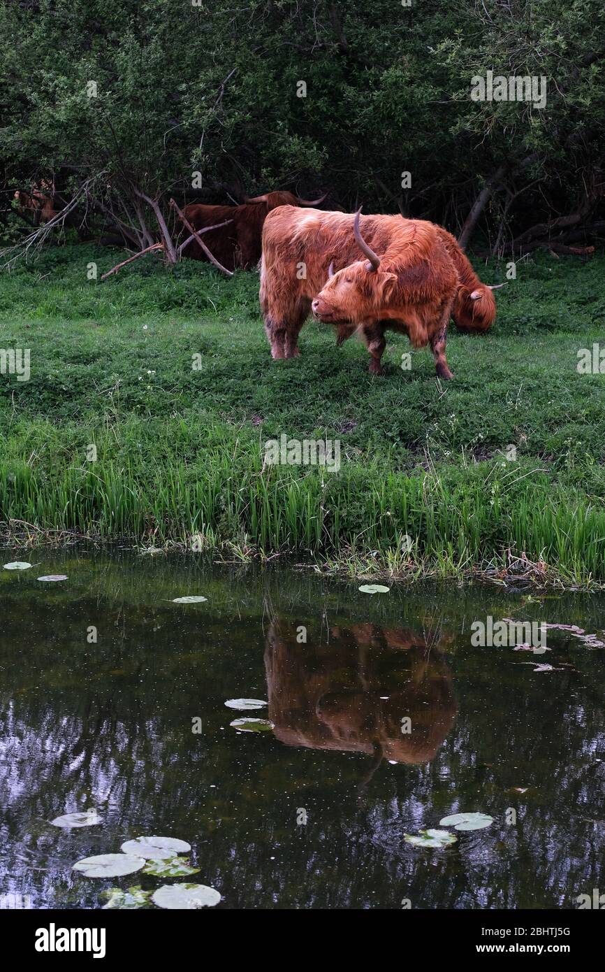 April 2020 - Long horn cattle grazing beside a river, South Drain. Stock Photo
