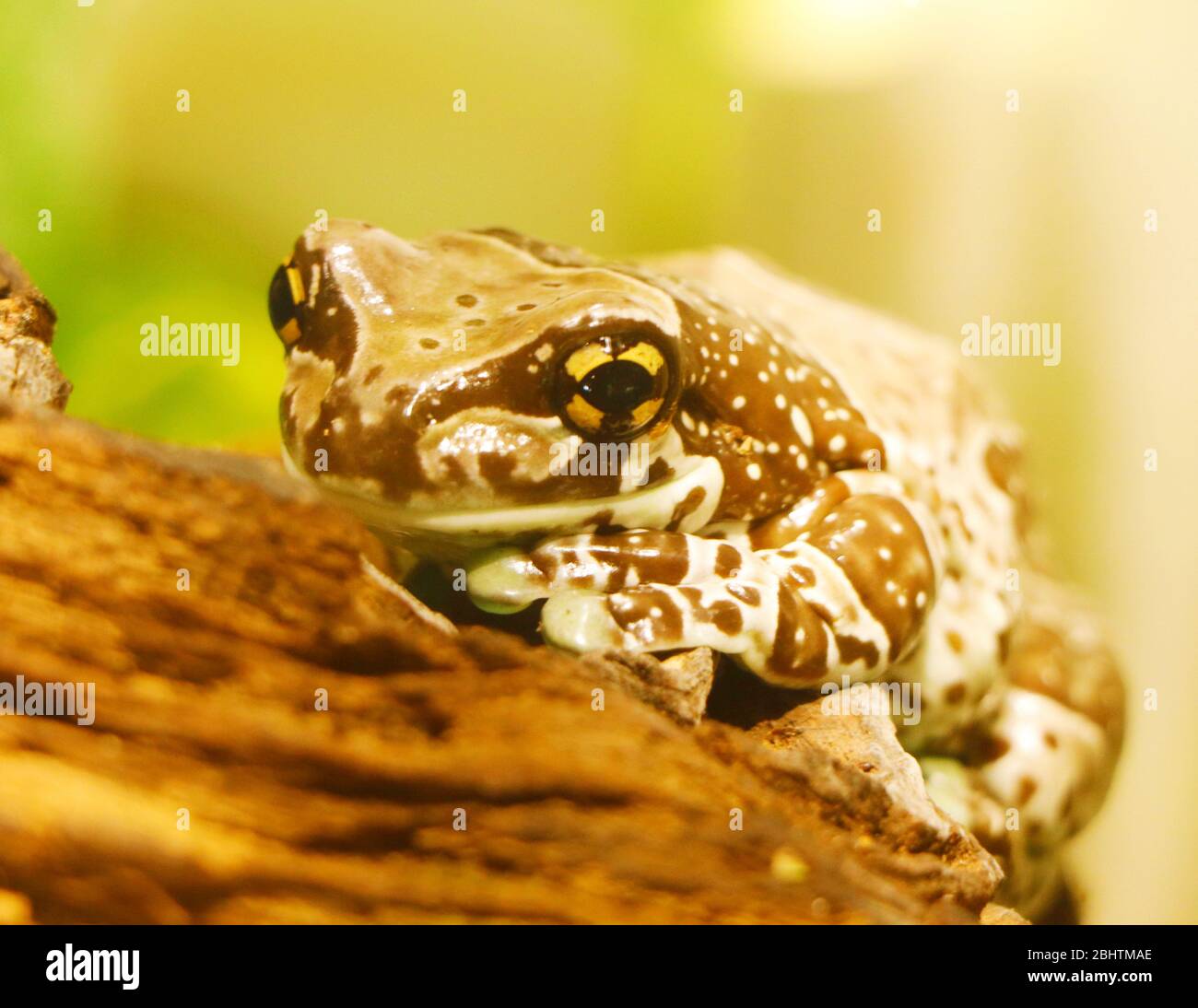 The Mission goldeneyed tree frog or Amazon milk frog is a large