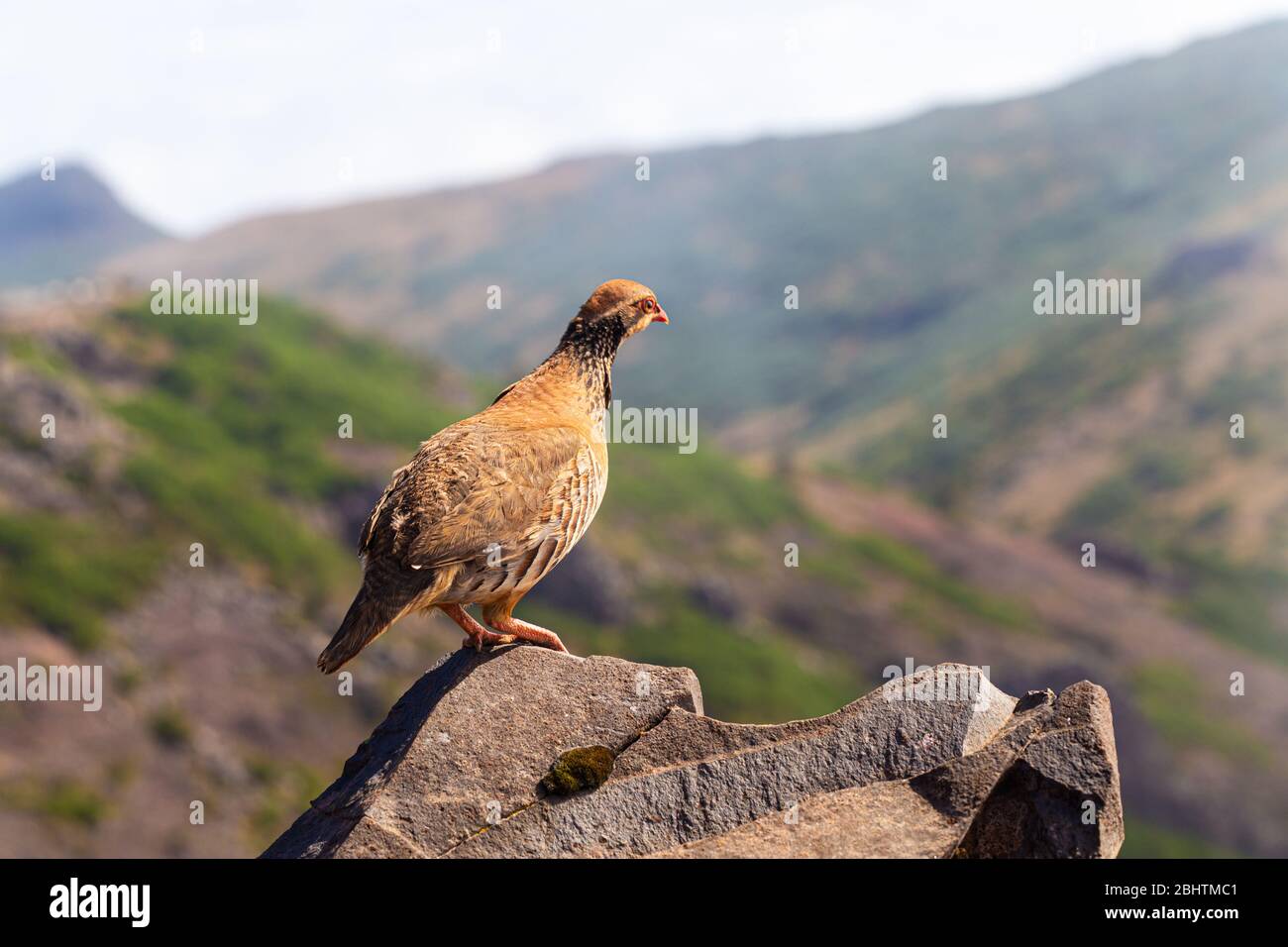 The rock partridge (Alectoris graeca) birds a bird of a pheasant family with chicks on a hiking trail in the mountains of Madeira. Stock Photo