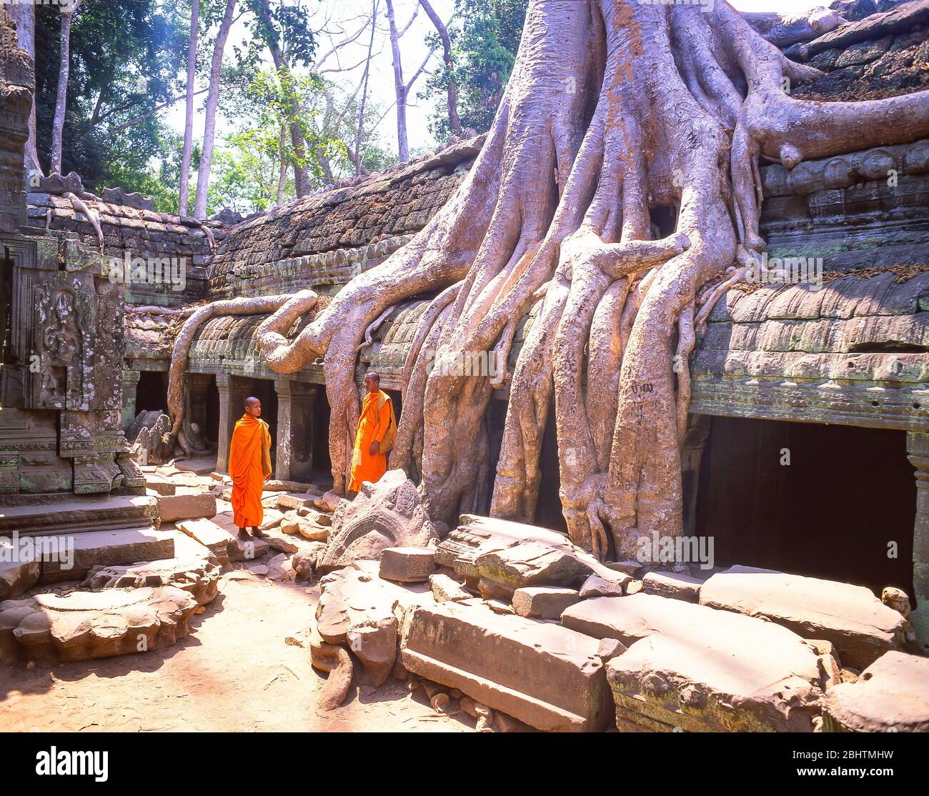 Monks standing by spung tree roots , Ta Prohm, Siem Reap, Kingdom of Cambodia Stock Photo