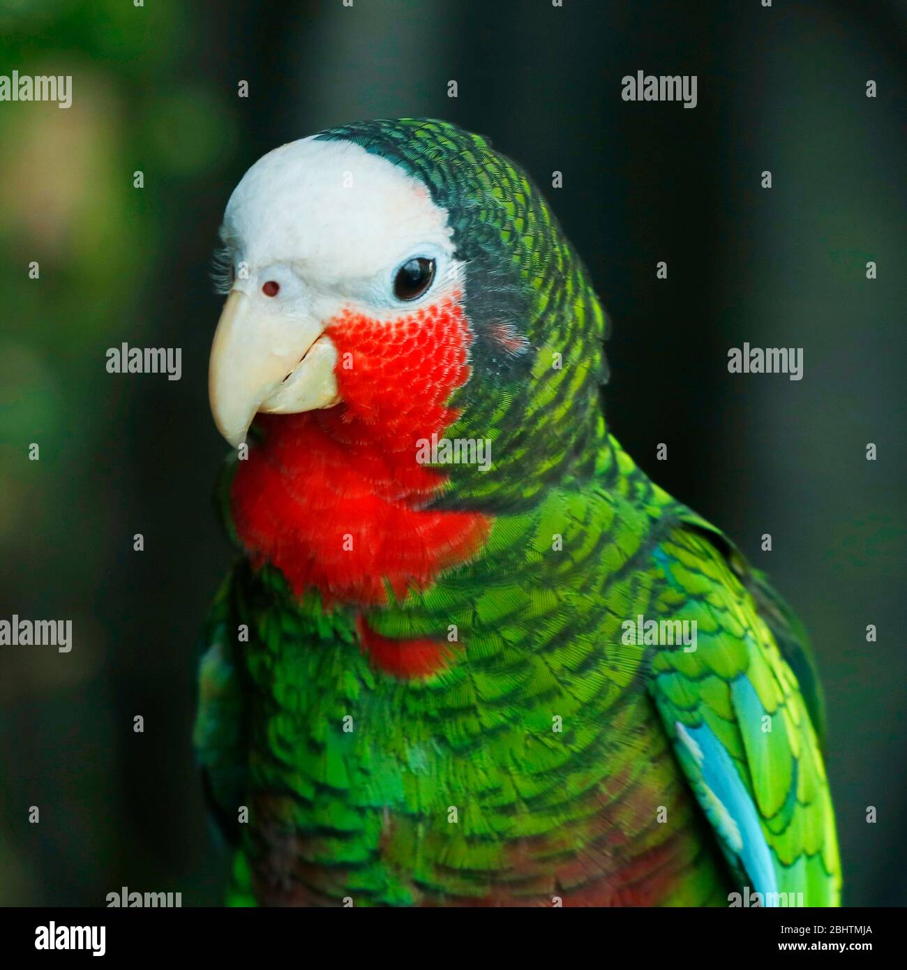 rose-throated amazon,The Cuban amazon also known as Cuban parrot or the rose-throated parrot, is a medium-sized mainly green parrot found in woodlands Stock Photo