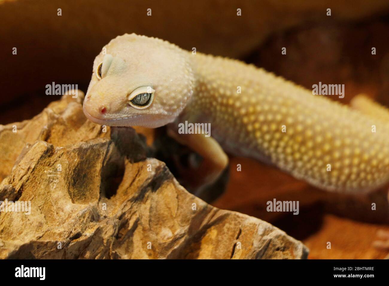 mack snow leopard gecko baby. leopard gecko (Eublepharis macularius) is a crepuscular, ground-dwelling lizard Stock Photo