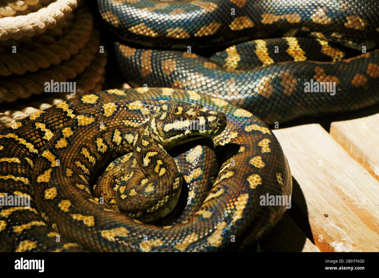 The Pythonidae, commonly known simply as pythons, are a family of ...