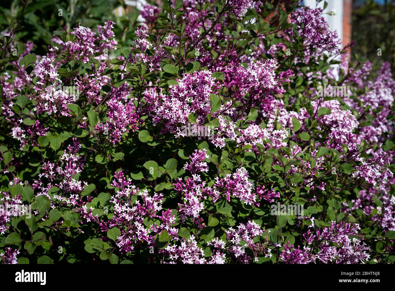 Small leaved Lilac (Syringa microphylla) bush in flower Stock Photo