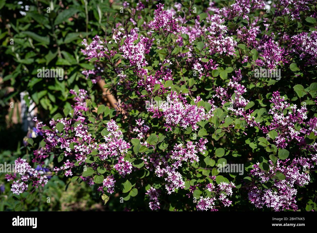 Small leaved Lilac (Syringa microphylla) bush in flower Stock Photo