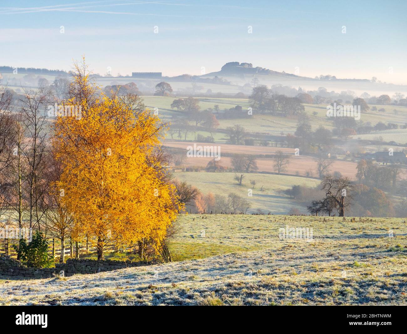A hazy morning in late autumn highlights the golden leaves of a single golden birch tree standing prominiently in front of the rolling countryside. Stock Photo