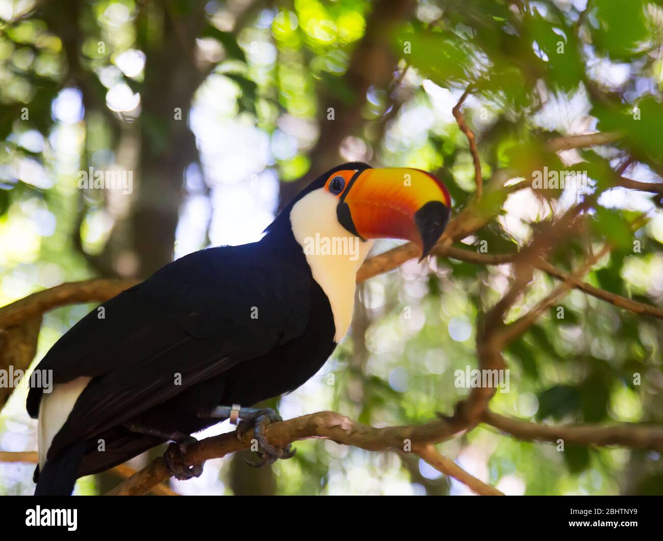 Toco toucan one of most famous species in Toucan family Stock Photo - Alamy