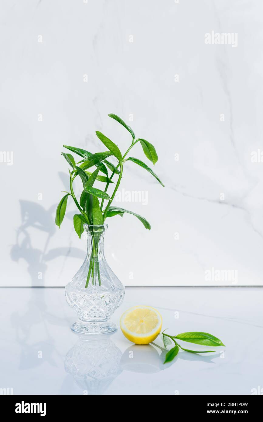 Transparent crystal vase with fresh greenery and half of lemon and glance green leaves on marble background. Direct sunlight, shadows, and reflections Stock Photo