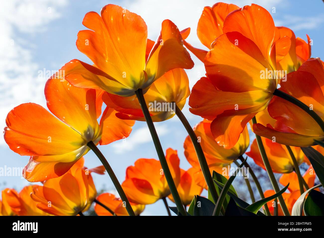 Low point of view photo of red and yellow tulips isolated against blue skies Stock Photo