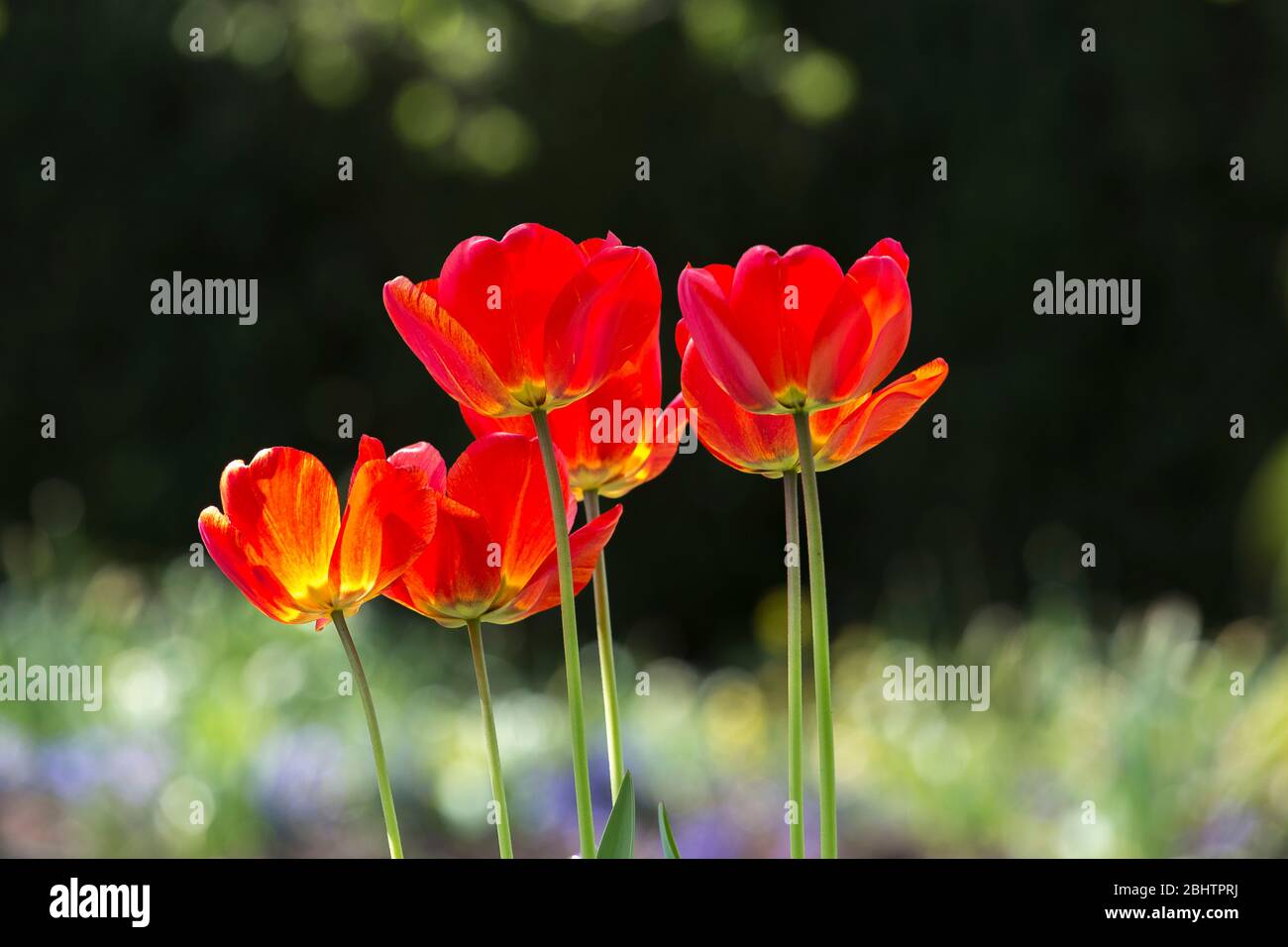 Bright low point of view photo of a small group of red tulips isolated against black shady background Stock Photo