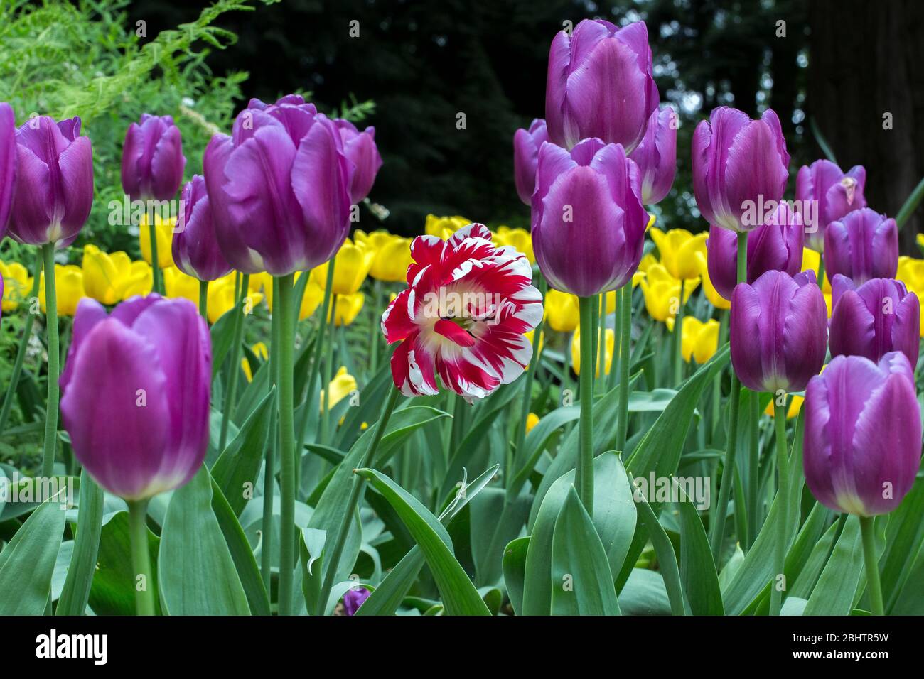Bright colorful low point of view  photo of a group of purple tulips and one red and white tulip in the middle. Concept of standing out of the crowd. Stock Photo