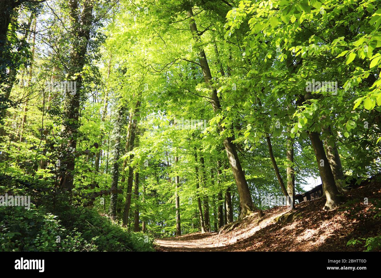 forest with deciduous tree on a sunny springtime day Stock Photo