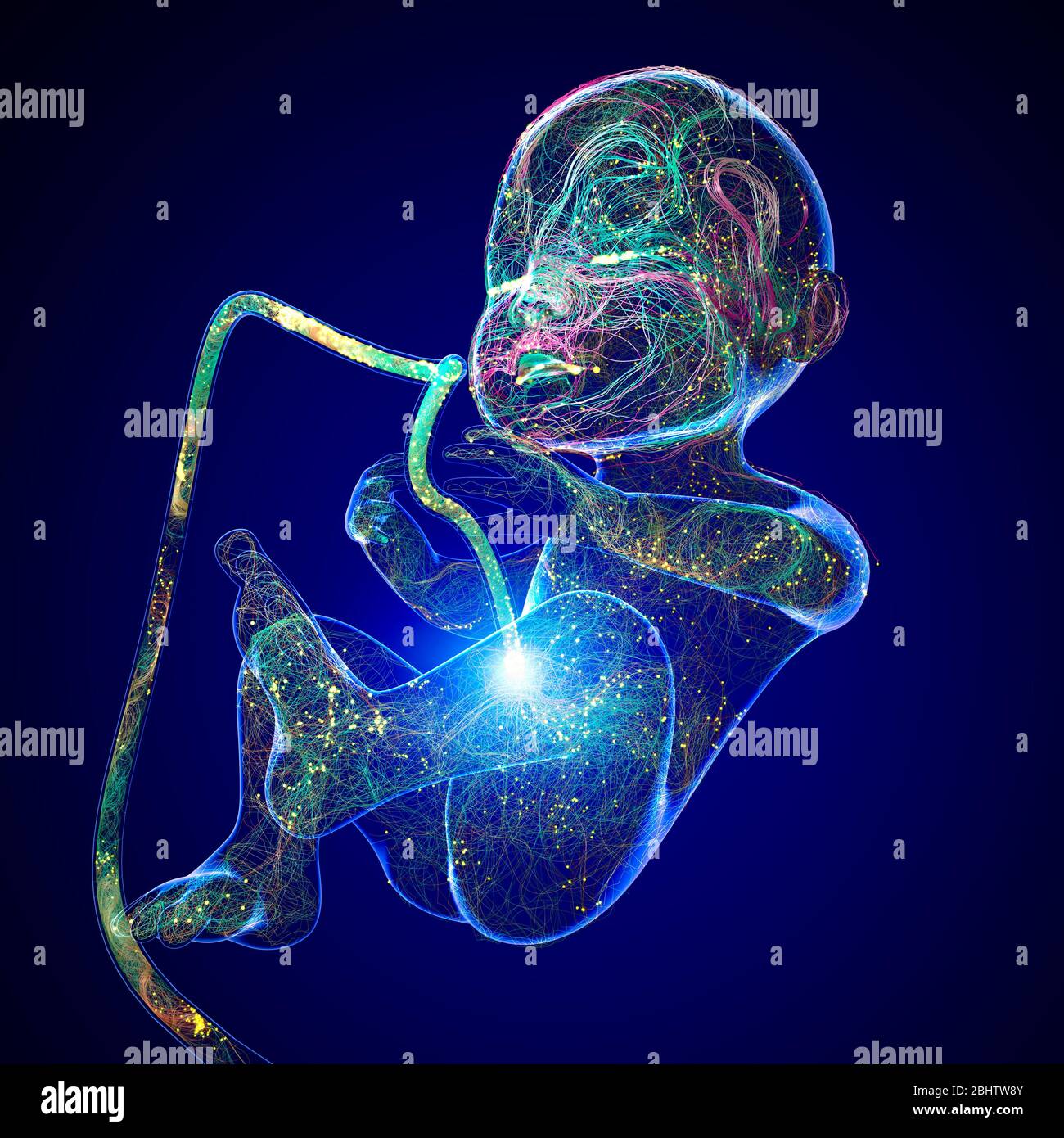 Growth of the fetus, umbilical cord, nourishment and energy for the evolution of the baby. Connection between fetus and placenta. 3d render Stock Photo