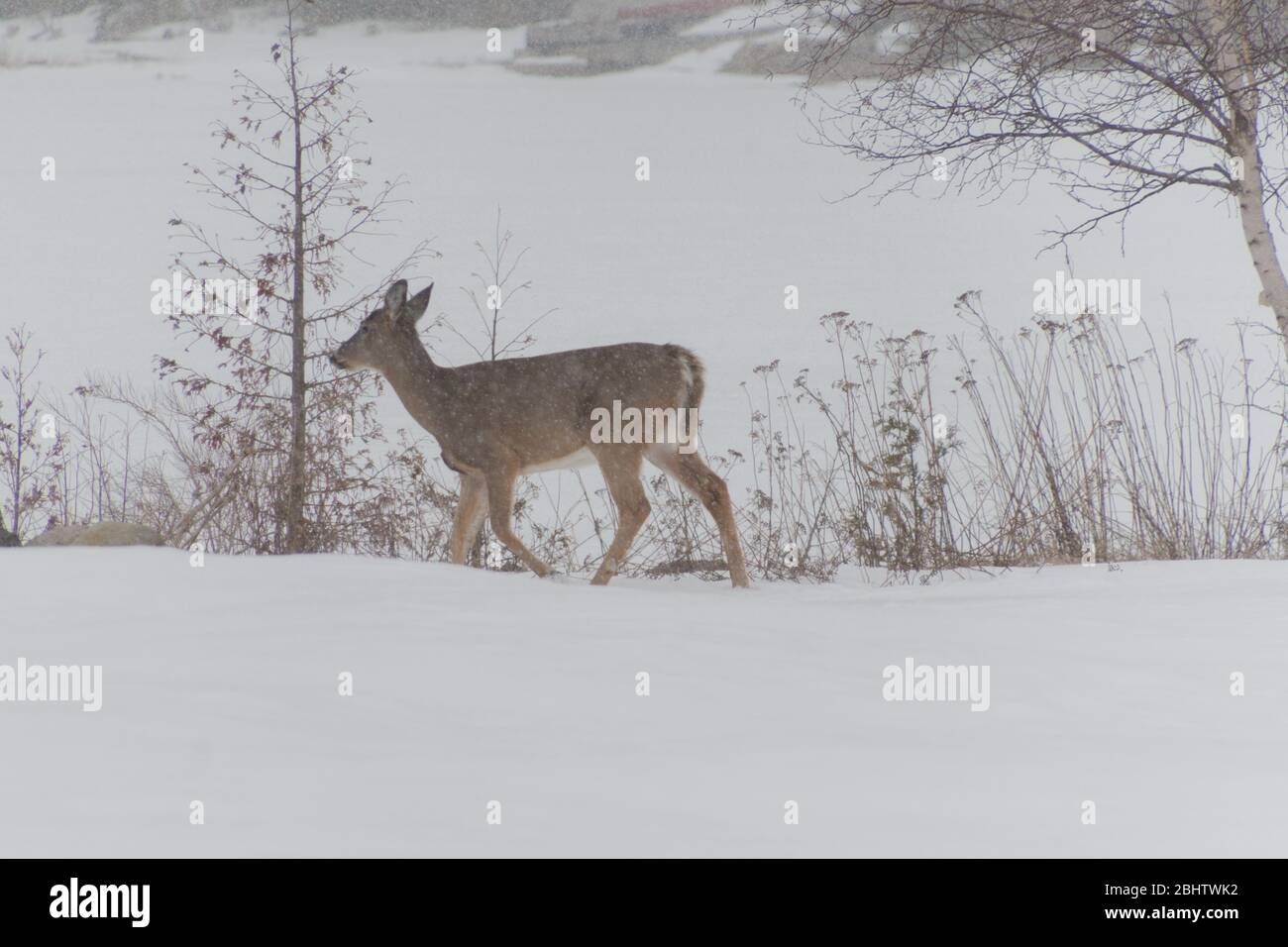 White tailed Deer out in snow walking in a snowstorm out in the