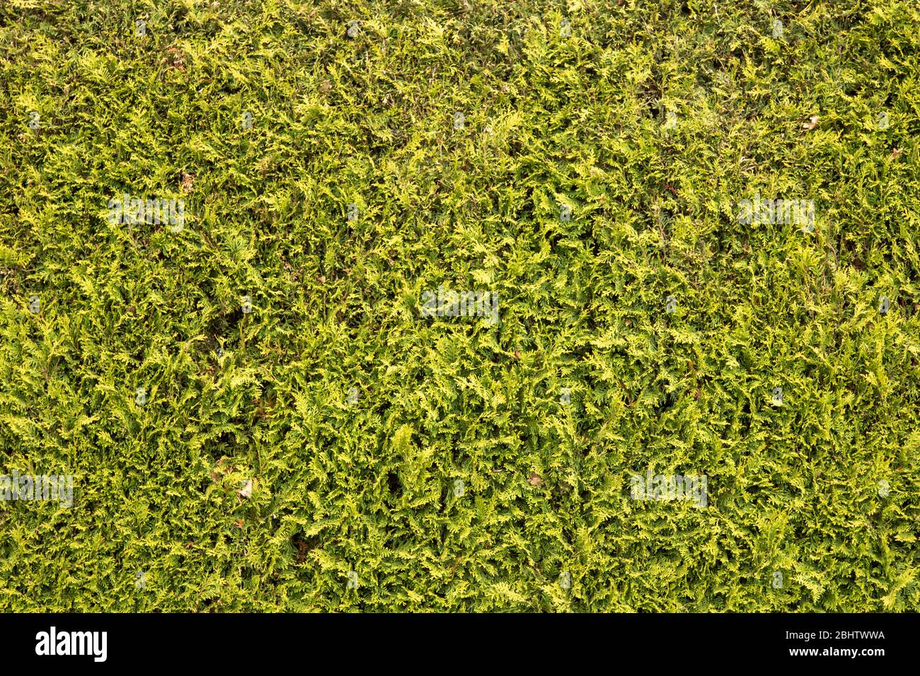 green coniferous hedge as background, spring time Stock Photo