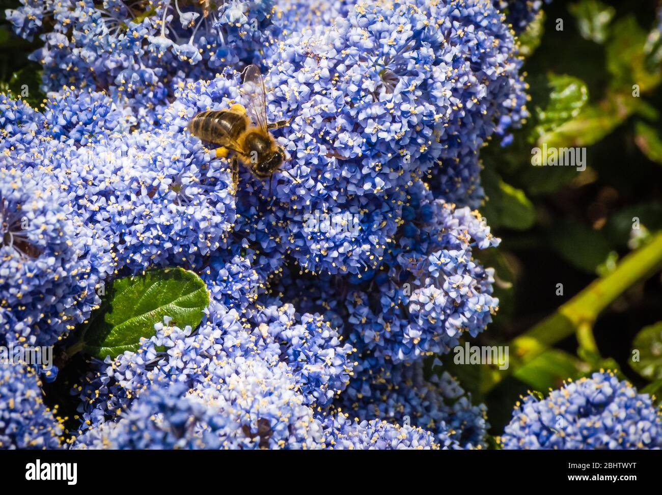 Ceonothus thyrsiflorus var. repens with a bee collecting pollen. Stock Photo